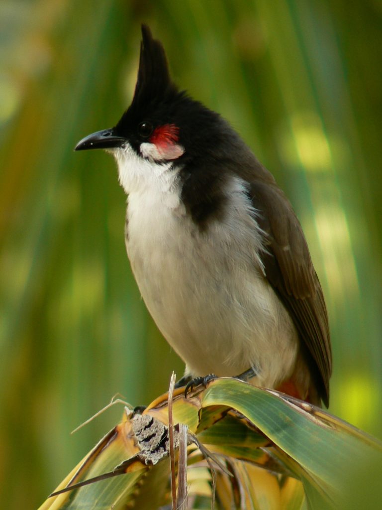 Qué quiere decir Bulbul en español [Actualizado 2025]